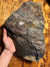 Carboniferous calamites tree - carboniferous,