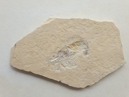 Carpopenaeus krebs - -,