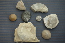 Konv. Versteinerungen Fossile