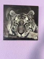 Glasbild mit Einem Weißen Tiger 30x30cm Groß Natur Tier Wanddeko