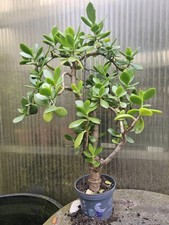 Bonsai Crassula ovata