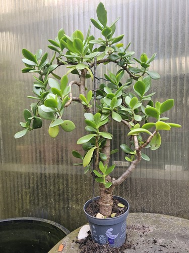 Bonsai crassula ovata - crassula,