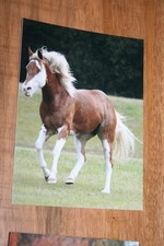 Pferdepostkarten, AK Pferde von Poster XXL Y 285