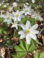 30 Stk. frische