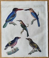 Vögel Bienenfresser Eisvogel