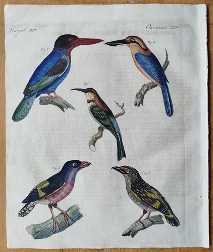 Vögel bienenfresser eisvogel - vögel,