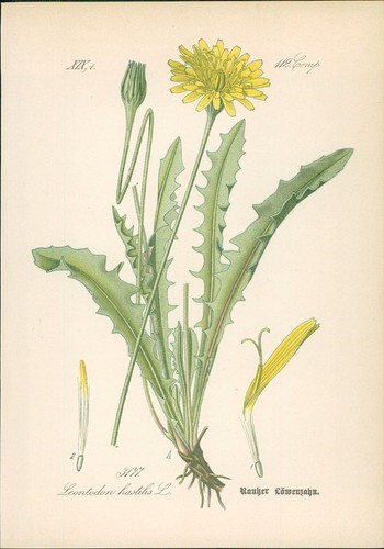 Chromolithographie rauher - chromolithographie, :