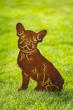 Französische Bulldogge