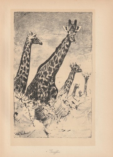 Giraffen giraffe lithographie - giraffen,