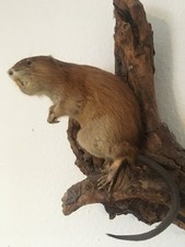 Bisamratte Taxidermie  Ausgestopft präpariert Tierpräparat, Präparat Jagdtrophäe