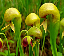 DARLINGTONIA CALIFORNICA