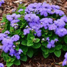 Ageratumsamen Leda Blumensamen