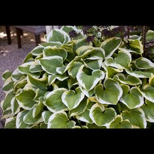 Hosta x cult.'Wide Brim' - Weißrandige Garten-Funkie - 11cm Topf 