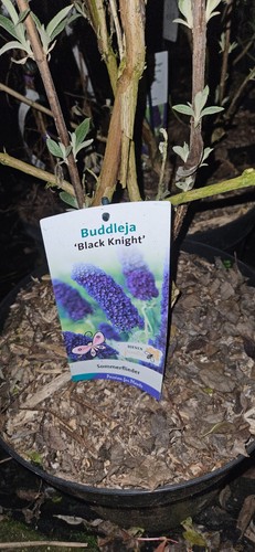 Buddleja davidii black - buddleja, 'black