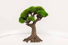 Moospro Mini-Bonsai aus
