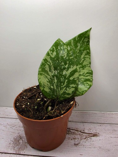Heavenly hoya - heavenly, glabra