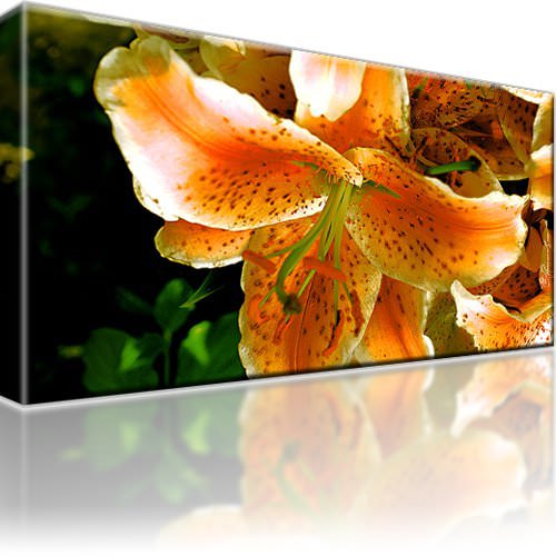 Lilie blume natur bild bilder - lilie,