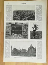 Deutscher Tabakanbau in der