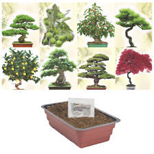 Bonsai Samen Set echte Bonsai Baum Pflanzen Anzuchtset Bonsai Starter Kit 