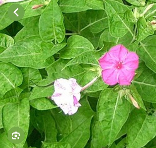 Mirabilis jalapa wunderblume - mirabilis,