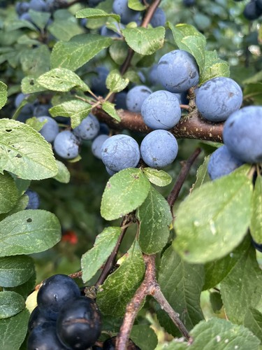 Frische schlehen - 1,5, kg