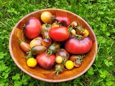 Tomatensamen - bunte Mischung
