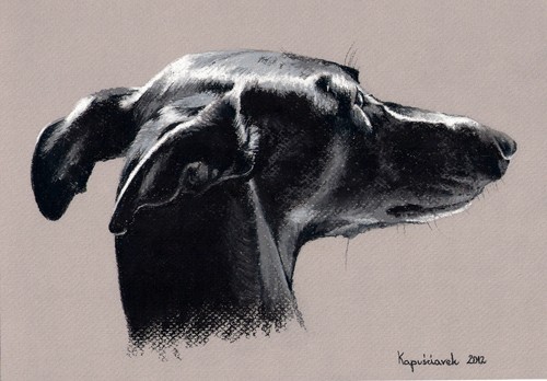 Windhund levrier galgo - *, *