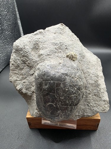 Plagiostoma vermutlich höfer - plagiostoma,vermutlich,