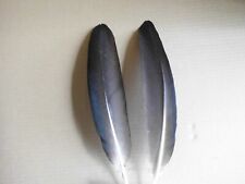 2  schwarze Pfauenfedern,  Räucherfedern,  35 cm  lang