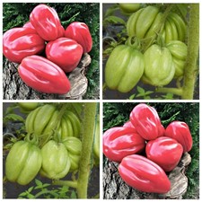 Томат семена Питанга розовая Pitanga Rosa  Tomate Seeds Samen