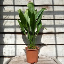 Aspidistra elatior, total