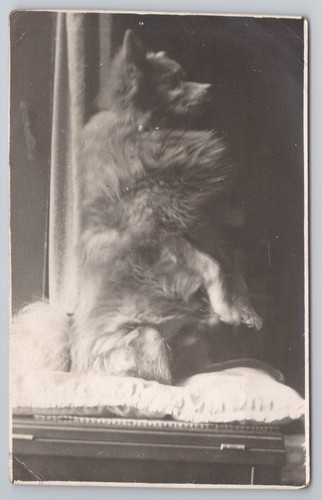 Süßer flauschiger hund - süßer,