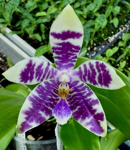 Phalaenopsis hieroglyphica