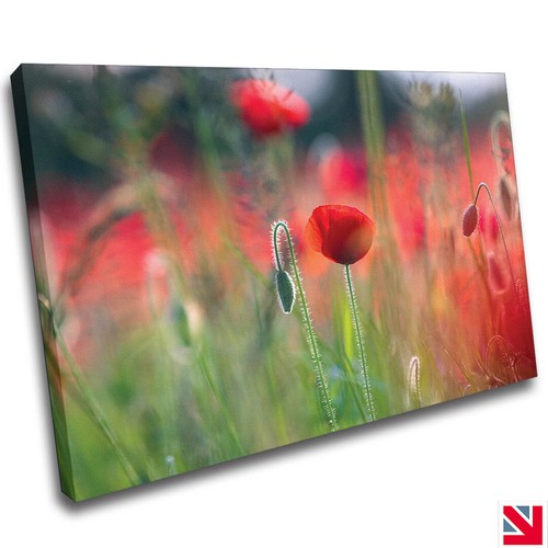 Mohnblumen blumen erinnerung - mohnblumen,