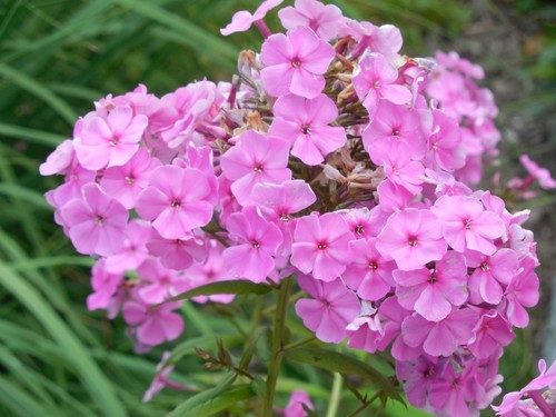 Pflanze/Blume/Staude