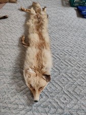 Fuchs Fell Tierfell präpariert