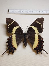 Papilio Garamas Weibchen