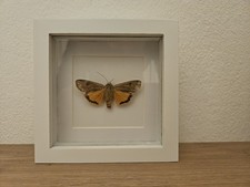 Hausmutter (Noctua pronuba) Echter Schmetterling Im Bilderrahmen EntomologieDeko