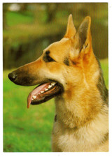 AK Hund, Deutscher