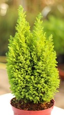 Gelbe Scheinzypresse Chamaecyparis Lawsoniana Ellwoods Gold 20 - 30 cm