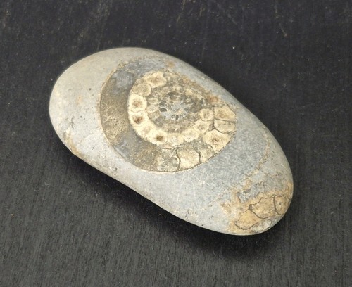 Ammonit fossil querschnitt - ammonit, in