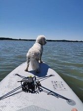 " ACHTUNG KEIN VERKAUF " Malteser zum Deckakt