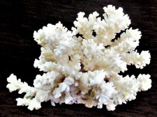Große alte Echte Koralle Meereskoralle Fingerkoralle  Aquarium weiß Deko Selten 