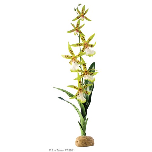Exo terra terrarien - terra, terrarien-pflanze