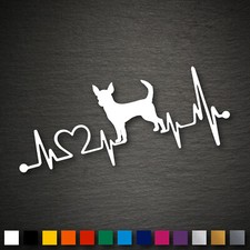 14203 Chihuahua Herzschlag