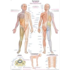Erler Zimmer anatomische Lehrtafel, Dermatome, Lehrmittel, 2 Größen