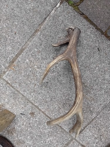 Abnormes geweih abwurfstange - geweih,