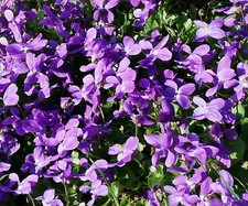 SAMEN Blumen Samen Saatgut - wohlriechend blau Blüten Duftveilchen Blütenpracht