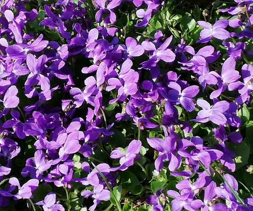 Samen blumen saatgut - blumen,