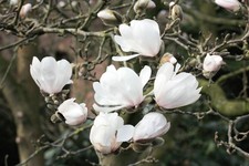 Magnolia loebneri 'Wildcat'